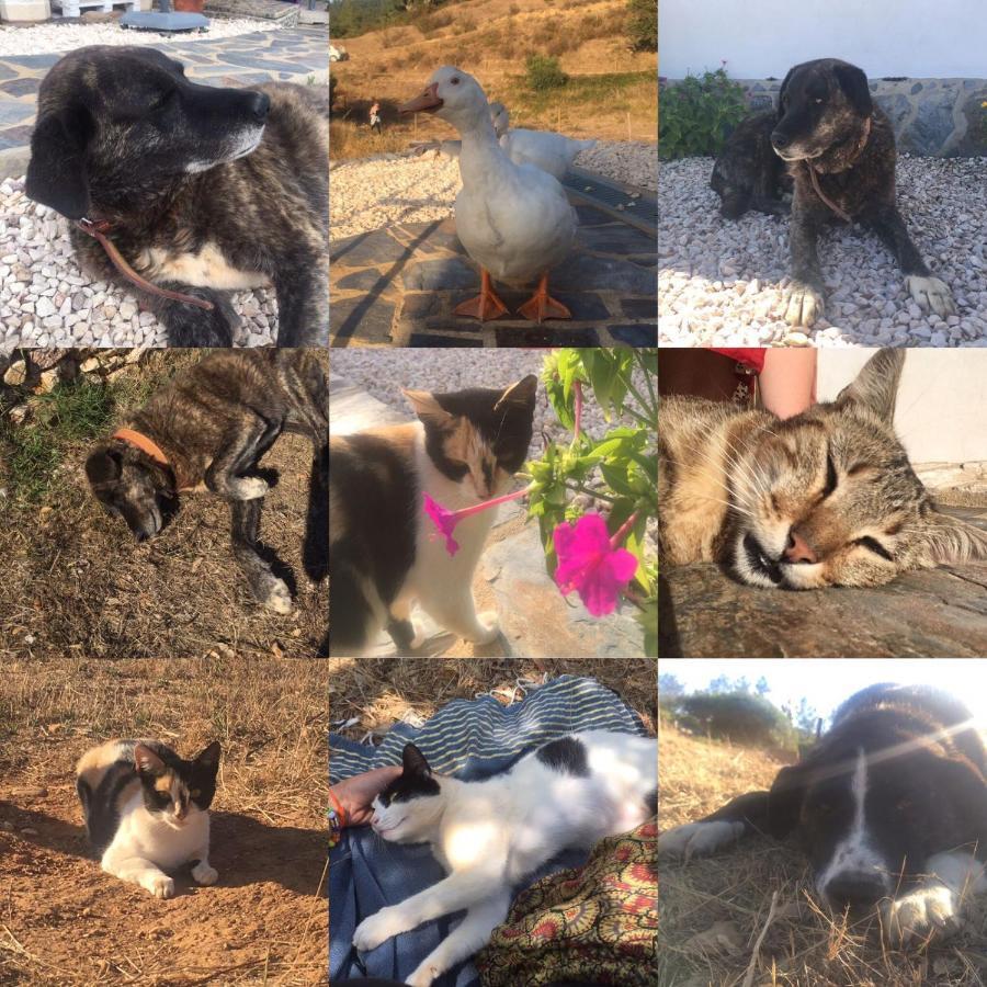 Vida Pura Guesthouse Odeceixe Dış mekan fotoğraf